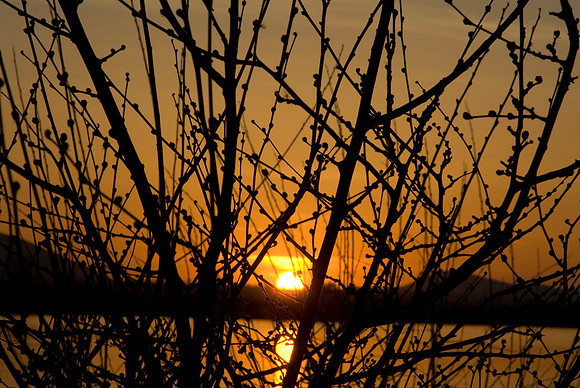 Spring Buds II