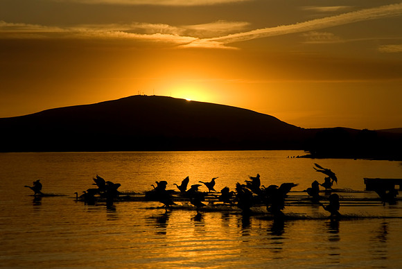 Geese Landing