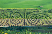 Orchards