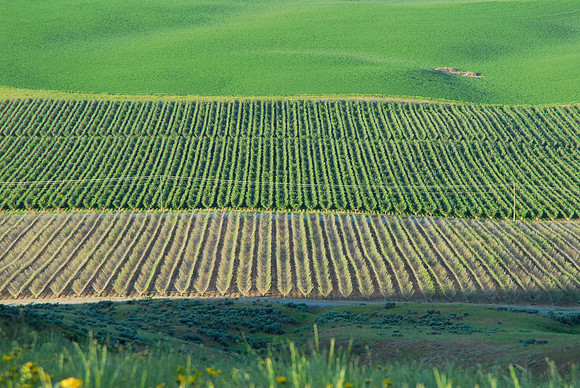 Orchards on the Slope of Badger Mountain