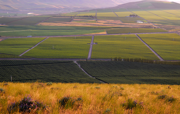 Orchards West of Badger Mountain II