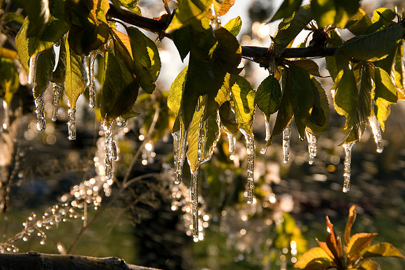 Icy Cherry Trees