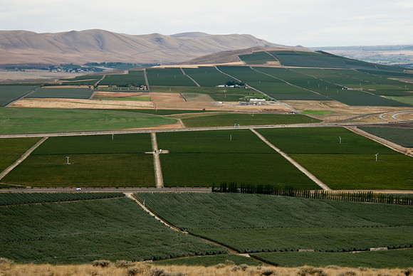 Orchards West of Badger Mountain I