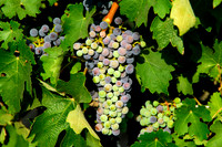 Vineyards
