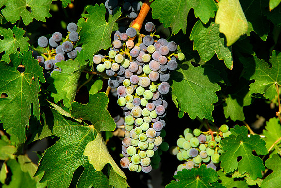 Mid-Season Cluster