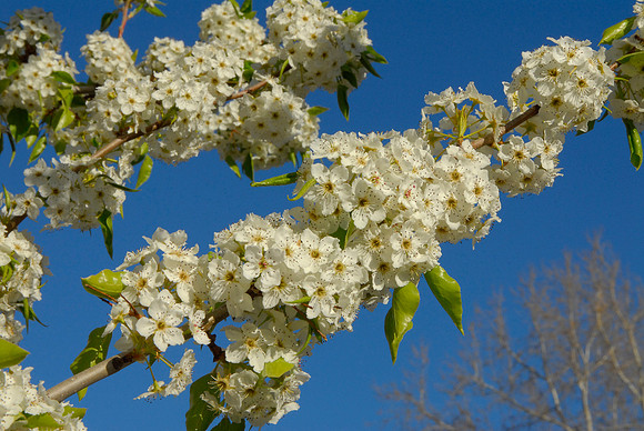 Spring Blossoms