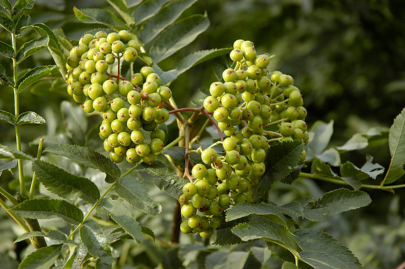 Wild Berries