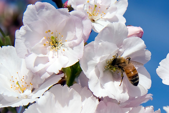 Attack of the Bee Eating Blossom