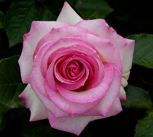 Pretty in Pink
