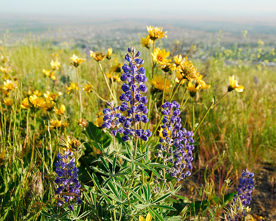 Wild Flowers for Mother's Day