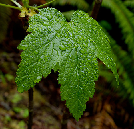 Mount Rainier Raindrops