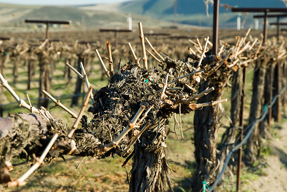 Early Season Grape Vines
