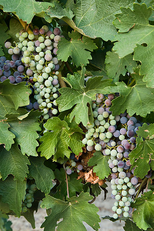 Mid-Season Clusters III