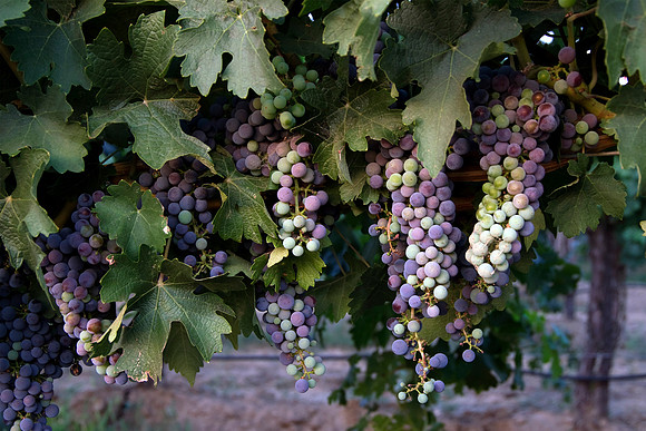 Mid-Season Clusters II