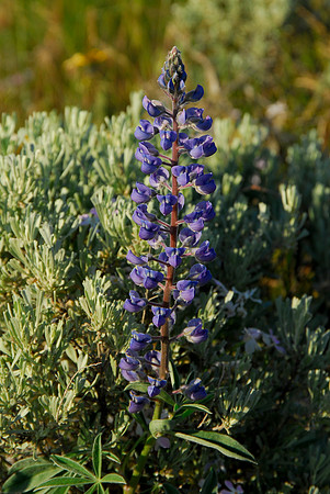 Spring Lupine