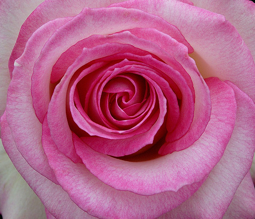 Pretty in Pink - Closeup