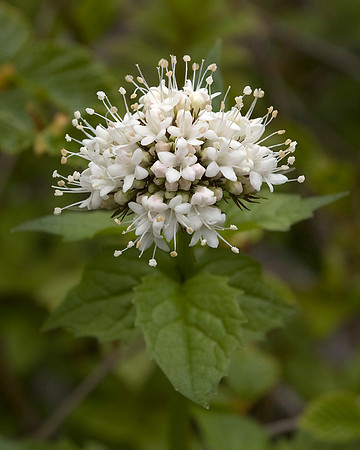 Valeriana Sitchensis - Mountain Heliotrope