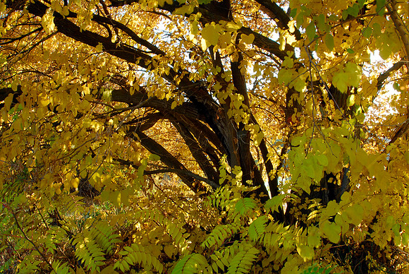 Old Fall Lines in Yellow