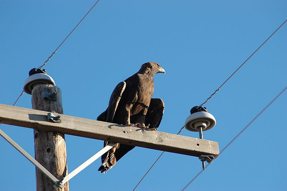 Golden Eagle Perched on Power Pole
