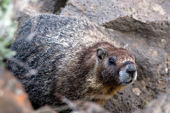 Marmot