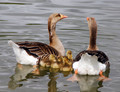 One Happy Goose Family