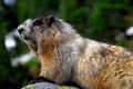 Olympic Marmot
