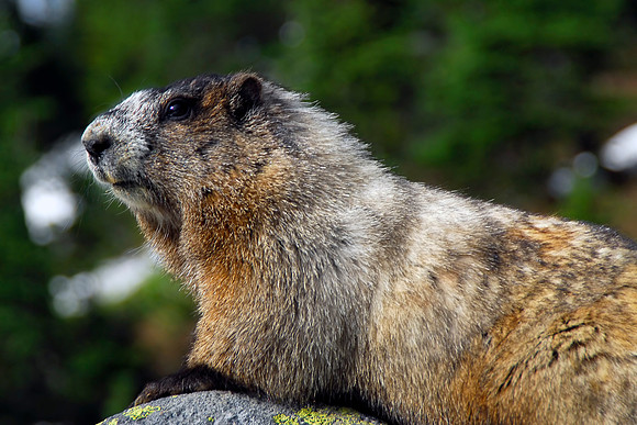 Olympic Marmot