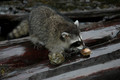 "Rac" the Raccoon