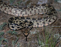 Gopher Snake