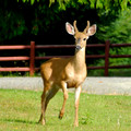 Deer