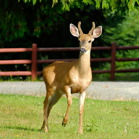Deer