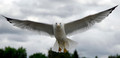 Seagull
