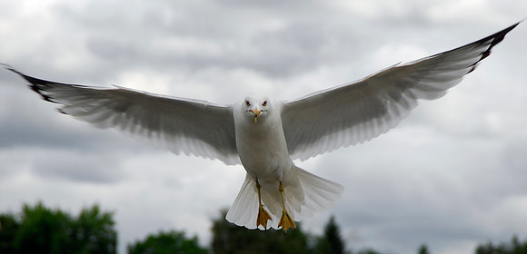 Seagull