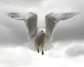 Angelic Seagull