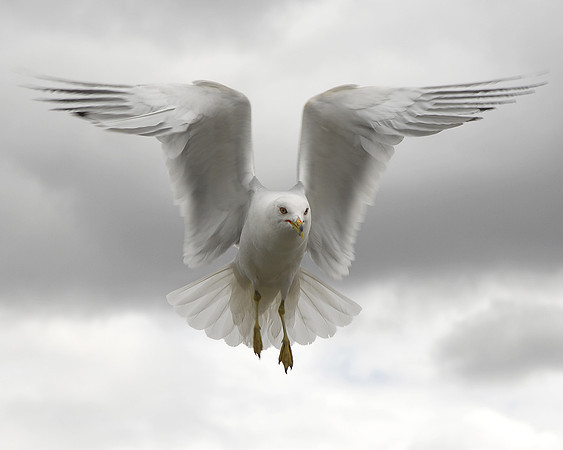 Angelic Seagull