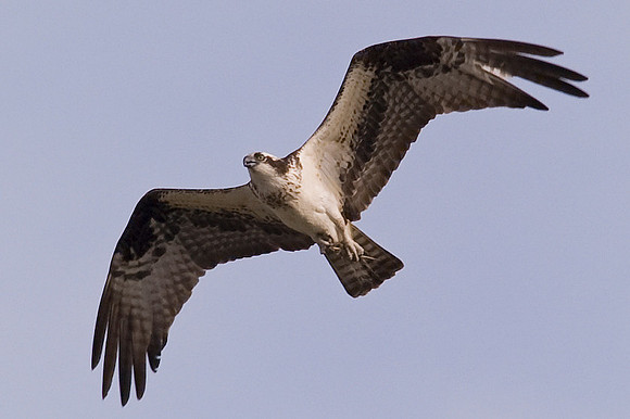 Osprey