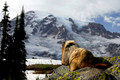 Even the Wildlife Look in Awe