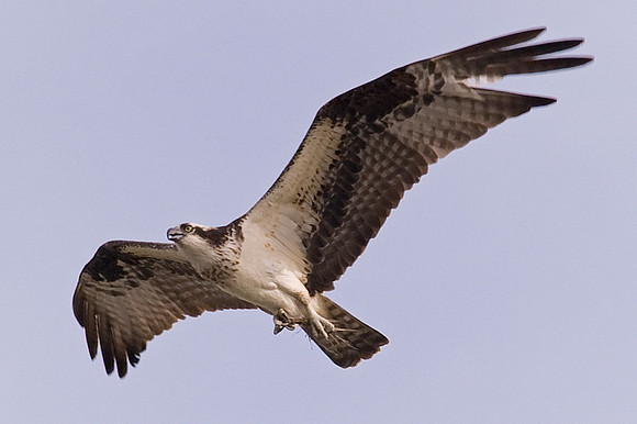 Osprey
