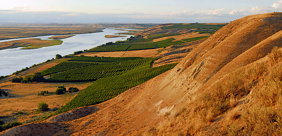 Orchards Along North Columbia River Road