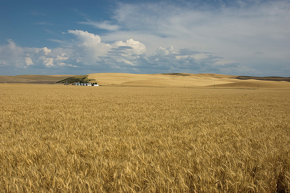 Touchet Valley Grain Fields
