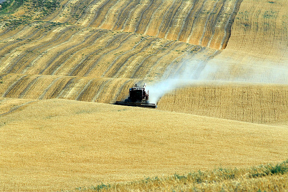 Harvest Time