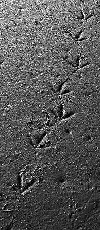 Tracks
