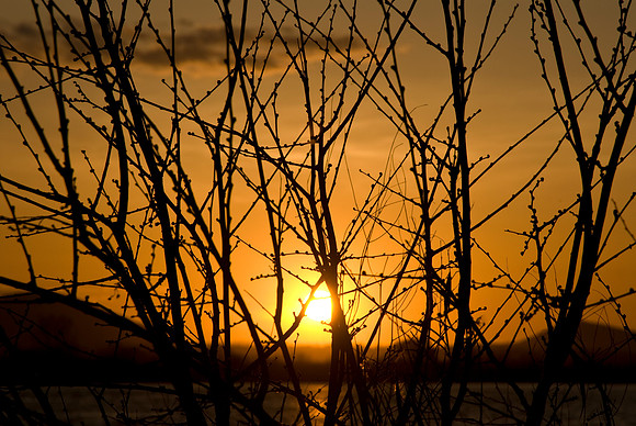 Spring Buds