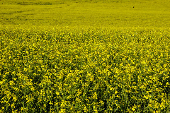 Field of Yellow
