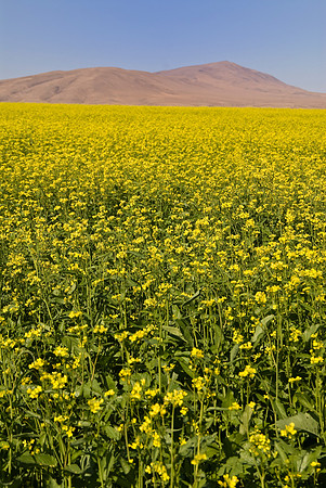 Field of Yellow II