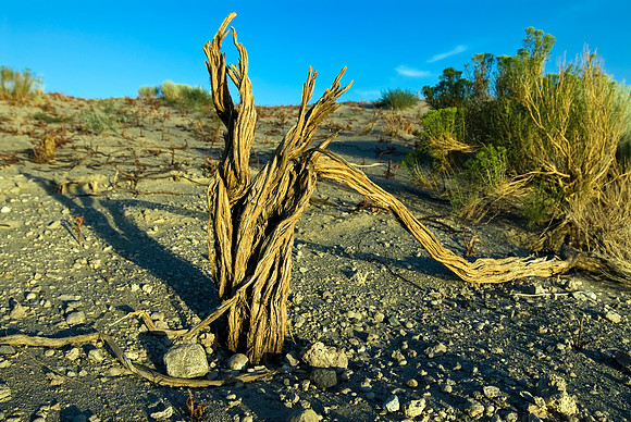 All Twisted Up